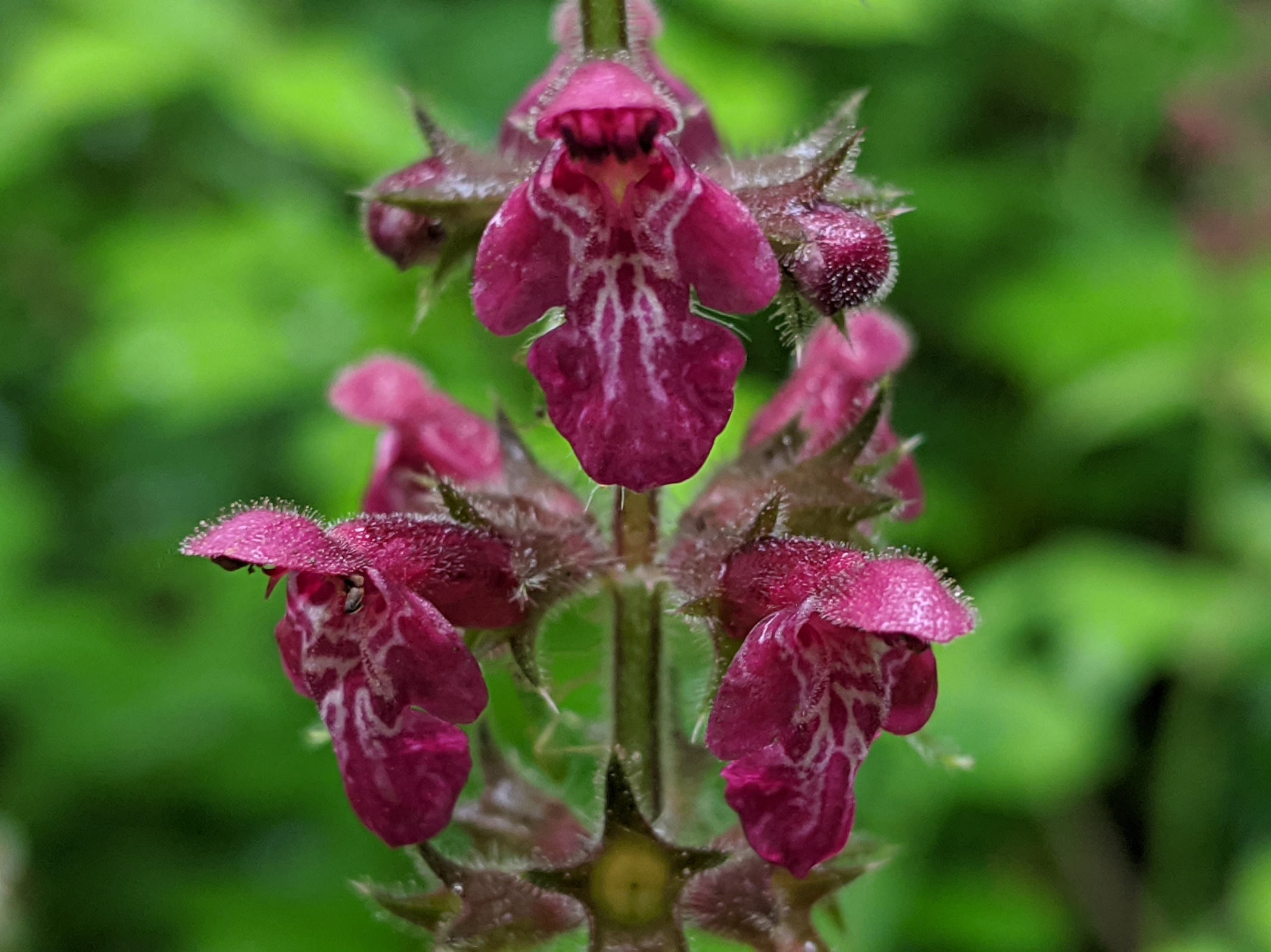 Close-up of flowers of the Wood Woundwort, Stachys Sylvatica.