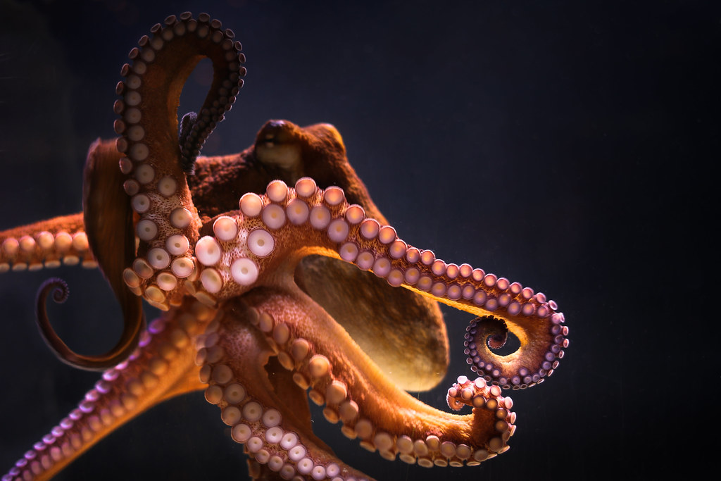 "Key West Octopus" by Joe Parks is licensed under CC BY-NC 2.0